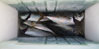 アジング練習28