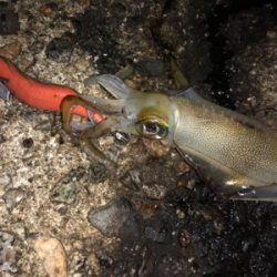 10種類のエギを駆使してアオリ14杯