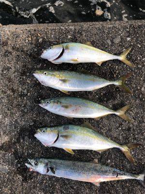 とにかくハマチ祭り