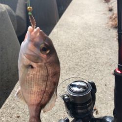 久しぶりのキス釣り(^^)
