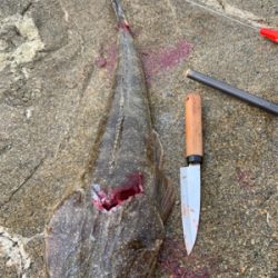 初エギング初釣果！おまけの特大マゴチ！