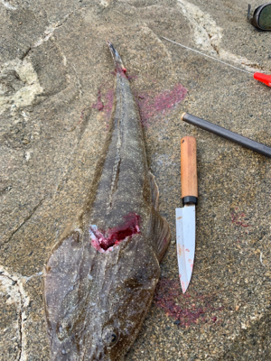 初エギング初釣果！おまけの特大マゴチ！