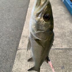 カンパリさんありがとうございます。