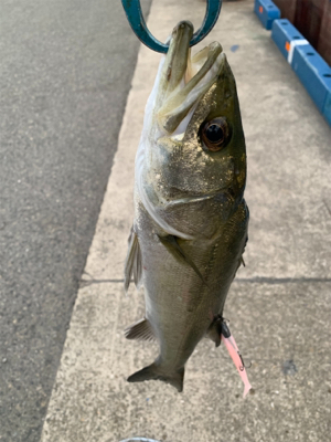 カンパリさんありがとうございます。