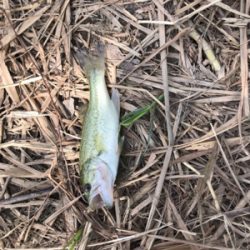 ヘラ釣りの人に呼ばれて。