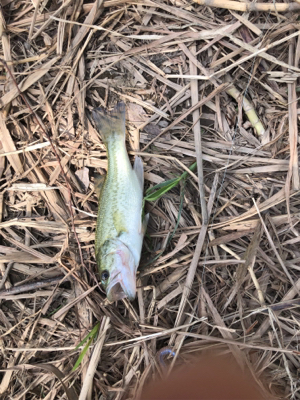 ヘラ釣りの人に呼ばれて。