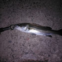 小物釣り？