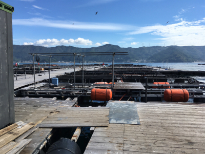 ファミリーフィッシング