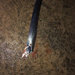 好調泉大津タチウオ♩