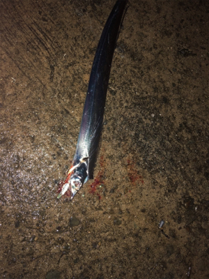 好調泉大津タチウオ♩