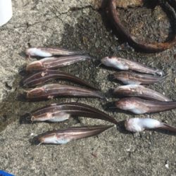 カゴ釣り、サビキ釣り