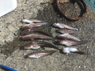 カゴ釣り、サビキ釣り