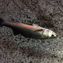 太刀魚狙いのつもりが。。