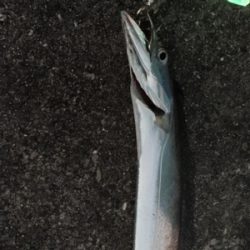 こんなに釣れて良いんですか