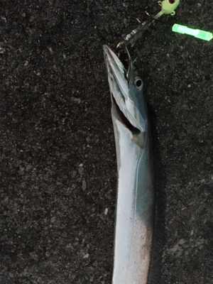 こんなに釣れて良いんですか