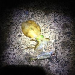 アオリちゃんのかくれんぼ