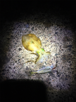 アオリちゃんのかくれんぼ