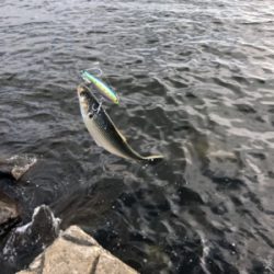 青物狙いからシーバスへ