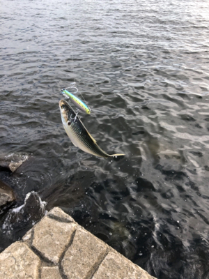 青物狙いからシーバスへ