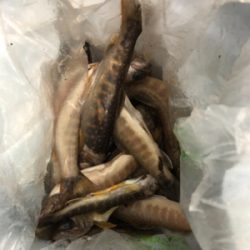 今年最初で最後の渓流