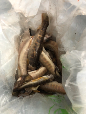 今年最初で最後の渓流