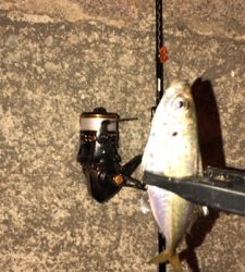 アジングでエサ釣ってからの飲ませでしたが…