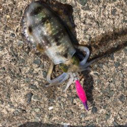 エギング初心者3回目の釣行