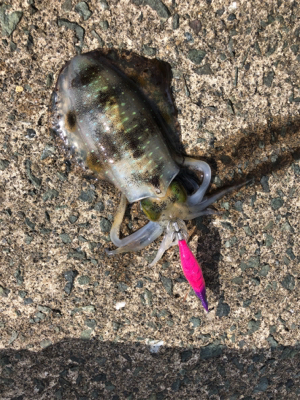 エギング初心者3回目の釣行