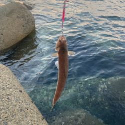 朝のショアジギング