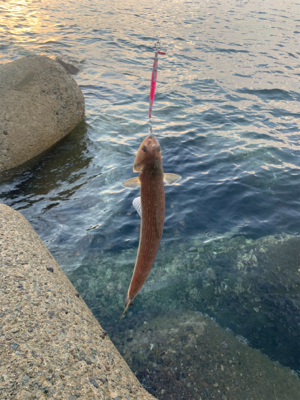 朝のショアジギング