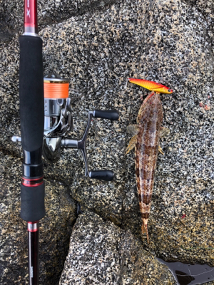 秋エギング＆ジギング