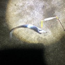 タチウオパラパラ 青物気配なし