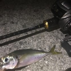 アジングアジングアジング♬