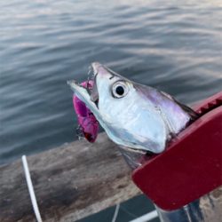 今期初遭遇、朝の時合い