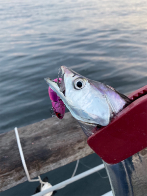 今期初遭遇、朝の時合い