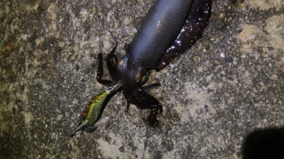 生名島エギング