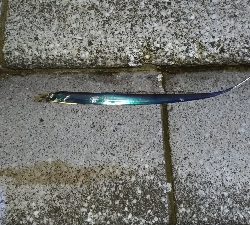 8/30釣果太刀魚入れ食いデカアジツバスサバグレ