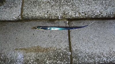 8/30釣果太刀魚入れ食いデカアジツバスサバグレ