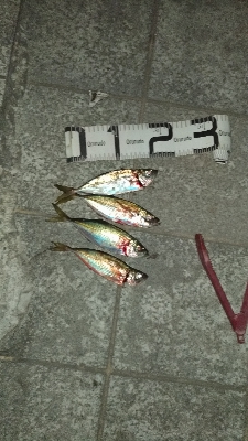 9/8釣果ツバスデカアジ豆アジメッキちゃり…