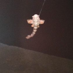 9/14釣果チヌデカアジ豆アジガシラ