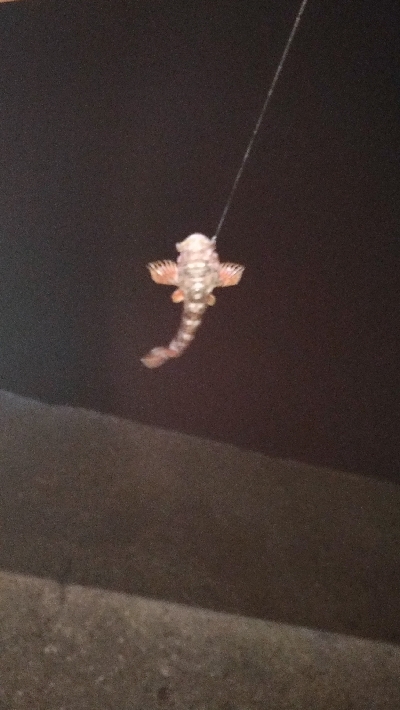 9/14釣果チヌデカアジ豆アジガシラ