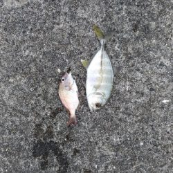 9/21釣果メッキデカアジ豆アジボラベラちゃりこ