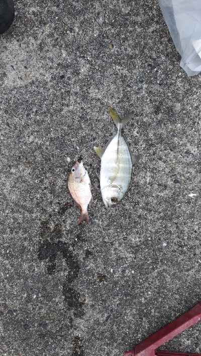 9/21釣果メッキデカアジ豆アジボラベラちゃりこ