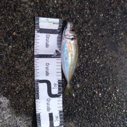 9/29釣果スズキ74太刀魚指4本