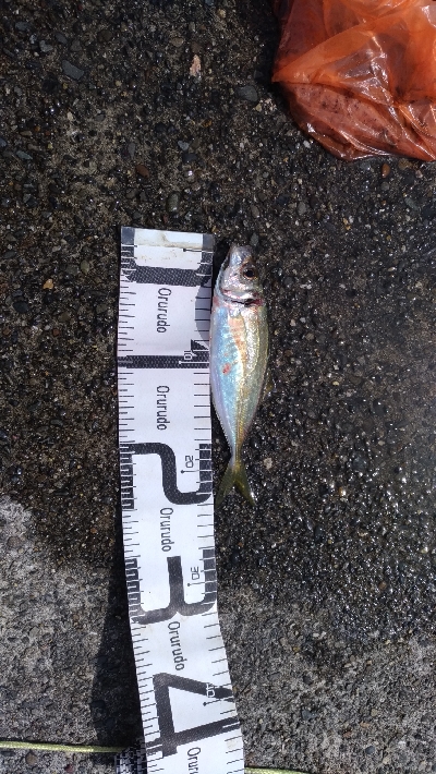 9/29釣果スズキ74太刀魚指4本