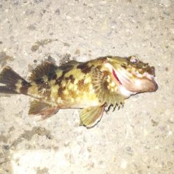 久しぶりのクロダイ?