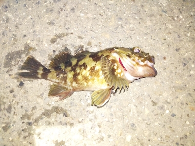 久しぶりのクロダイ?