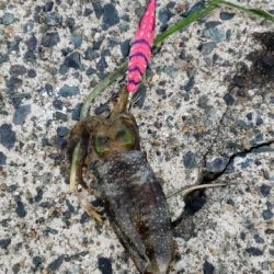 エギング４回目ですが