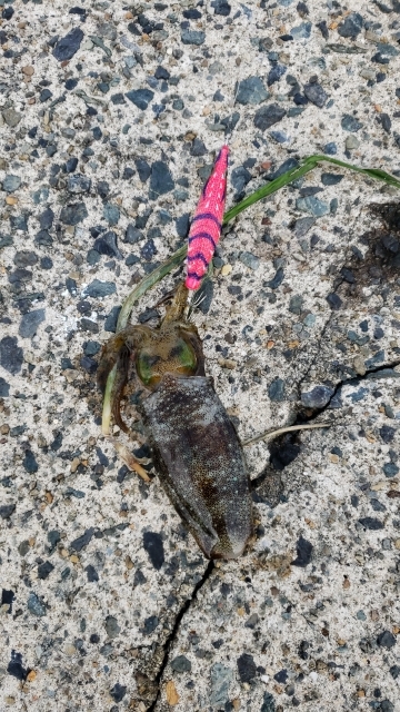 エギング４回目ですが