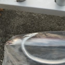 タチウオと青物を釣りに